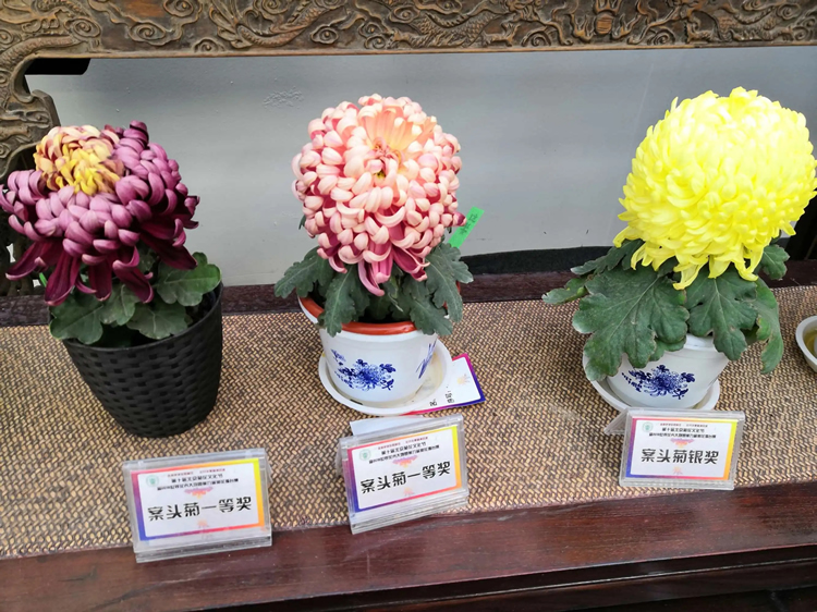 开封菊花之案头菊的养护管理