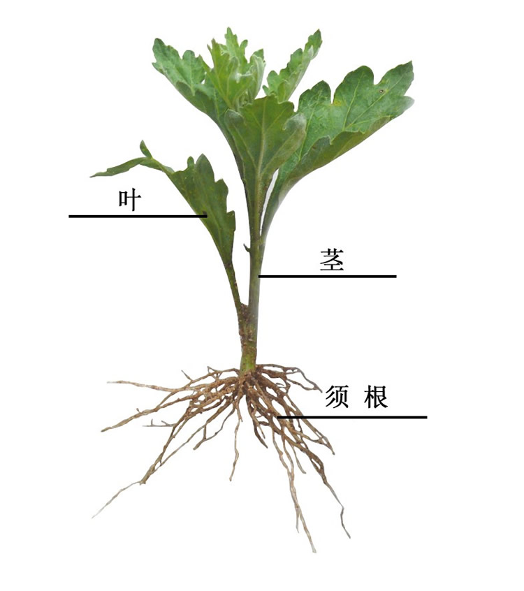 菊花繁殖技术