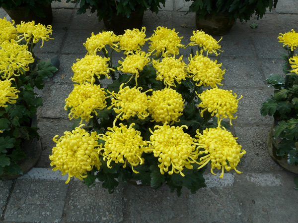 菊花盆花—16本菊黄毛刺.jpg