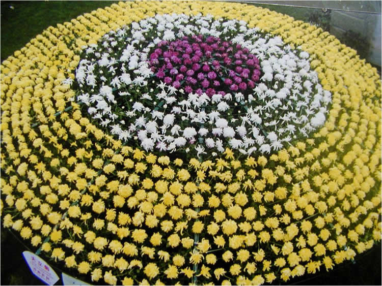 大立菊.jpg