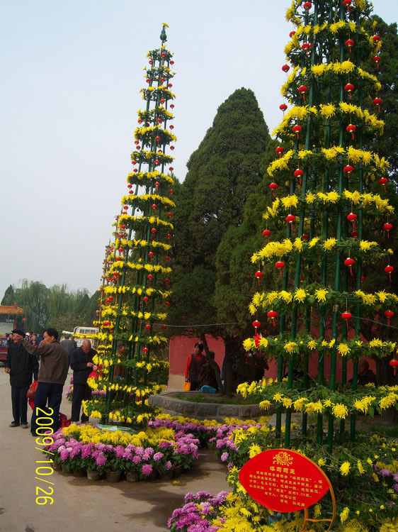 塔菊.jpg