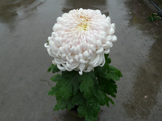 菊花盆花—独本菊太平的静雪.jpg