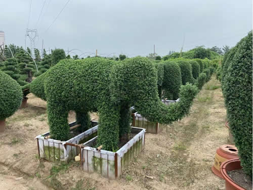 菊花大象造型